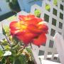 Elizabeth Gordon Photo 16