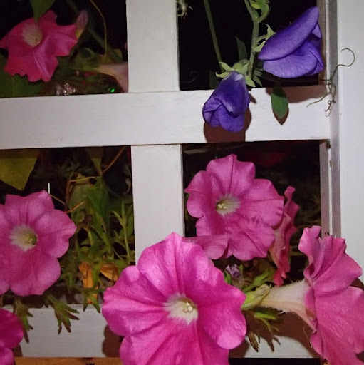 Elizabeth Haner Photo 15