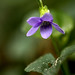 Violet Howell Photo 9