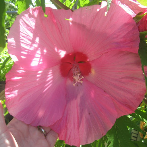 Debra Middleton Photo 19