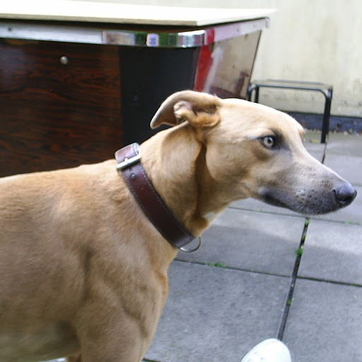 Donna Dickson Photo 39