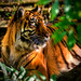 Sarah Tiger Photo 16