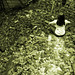 Carolyn Pike Photo 17