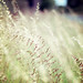 Margaret Grass Photo 6