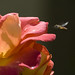 David Blume Photo 28