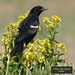 Alice Bird Photo 20