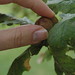 Cheryl Nut Photo 5