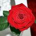 Debbie Thorn Photo 13