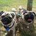 Dexter Paul Photo 20