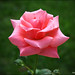 Andres Rosas Photo 18