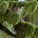 Cindy Miracle Photo 15
