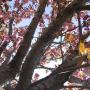 Pamela Gibbs Photo 22