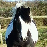 Sue Wilkinson Photo 35