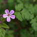 Robert Plante Photo 12