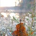 Heather Frost Photo 22