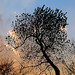 Dawn Snodgrass Photo 8