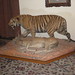 Surender Singh Photo 40