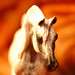 Deborah Turner Photo 31