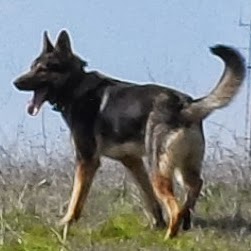 Rick Shepherd Photo 36