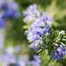 Rosemary Gates Photo 15
