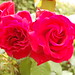 Rosa Williams Photo 15