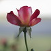 Rose Angel Photo 23