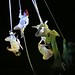 David Hone Photo 32