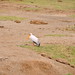 Elizabeth Stork Photo 6