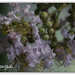 Bud Rowe Photo 7