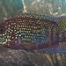 Jack Dempsey Photo 13