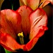 Linda Mcintyre Photo 11