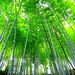 Shan Huang Photo 24