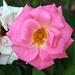 Theresa Bush Photo 10