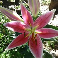 Amy Black Photo 28