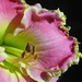 Leslie Bloom Photo 38