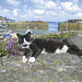 Douglas Song Photo 12