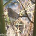 Robin Barton Photo 39