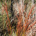 Flora Brown Photo 13