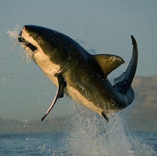 Kevin Evans Photo 21