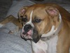 Milton Harris Photo 14