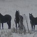 Ruby Steed Photo 8