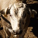 Jan Bull Photo 10