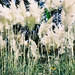 Diana Samples Photo 16