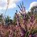 Heather Parks Photo 13