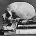 Thomas Browne Photo 35