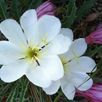 Mary Lytle Photo 38