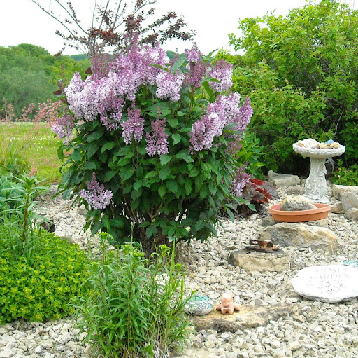 Carol Peterson Photo 10