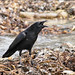 Vicki Crow Photo 31
