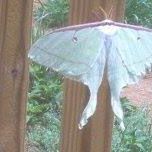Cindy Fulcher Photo 10