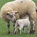 Misty Lamb Photo 14